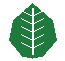 White Shamrock